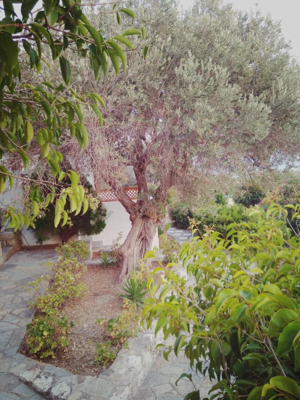 Villa Vigla-Βίγλα 1 2 Ormos  Esterno foto